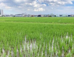 海老名市田園