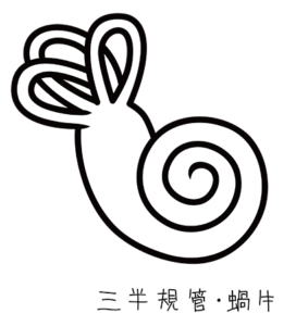 三半規管